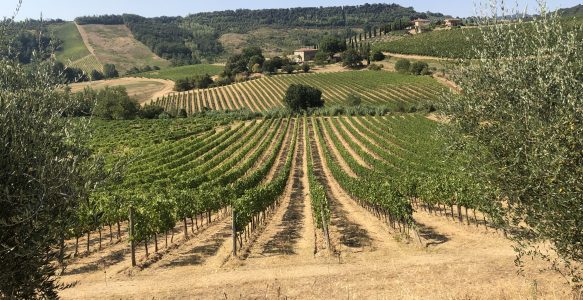 Découverte du vignoble de San Gimignano